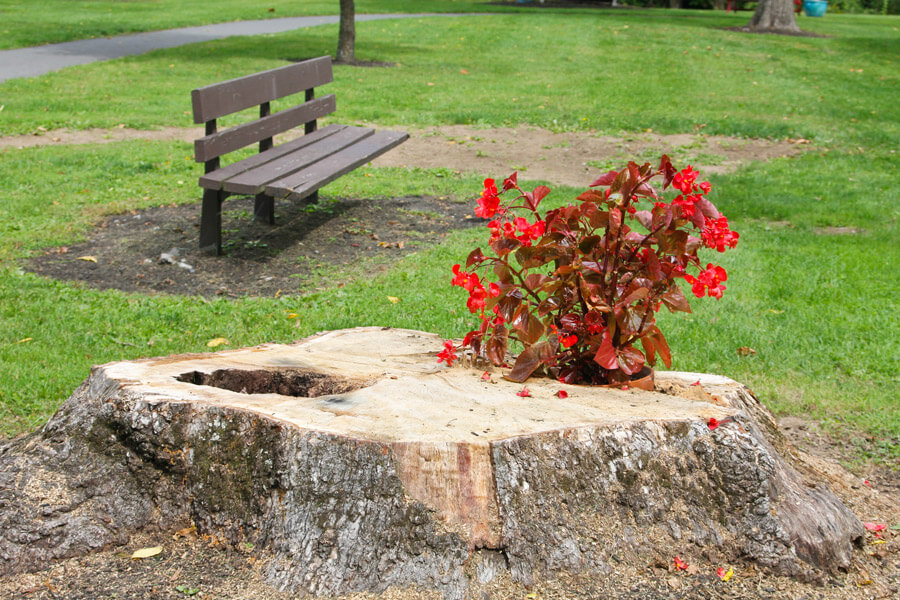 red flowering plant grows out of stump