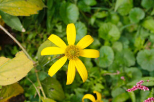 yellow flower