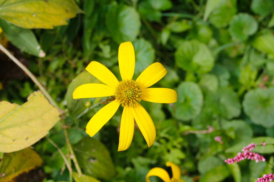 yellow flower