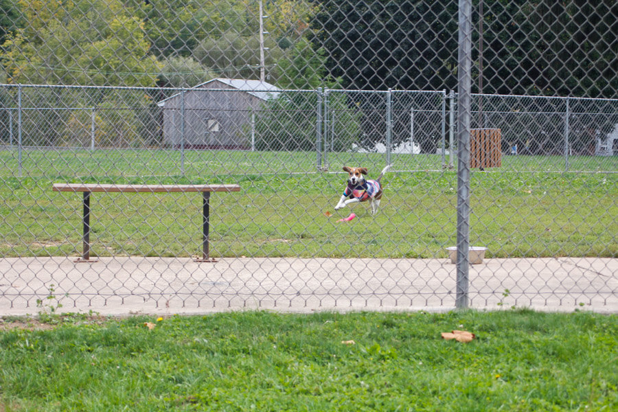 a dog plays in the enclosed dog park