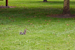 squirrel in the green space