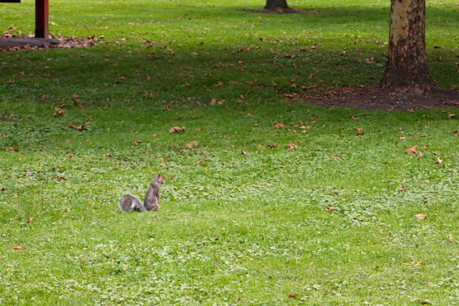 squirrel in the green space