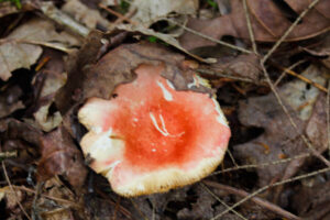 an orange mushroom