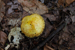 yellow mushroom