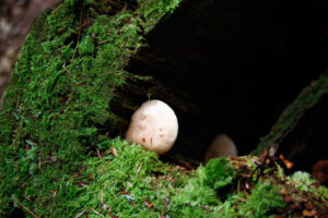 mushrooms growing on a tree stump