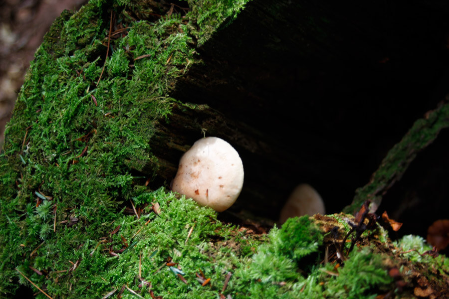 mushrooms growing on a tree stump