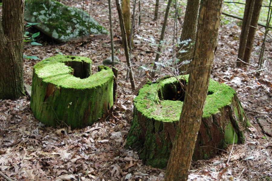 two moss covered stumps