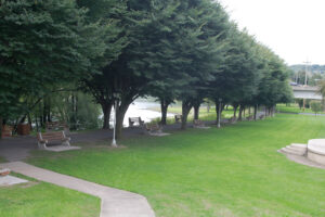benches and trees lining path