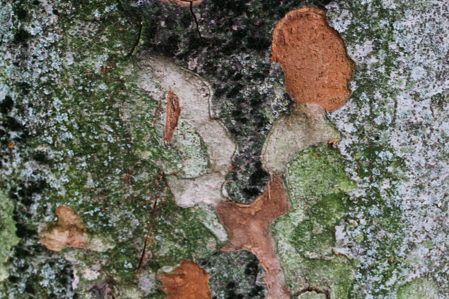 lichens on a tree trunk