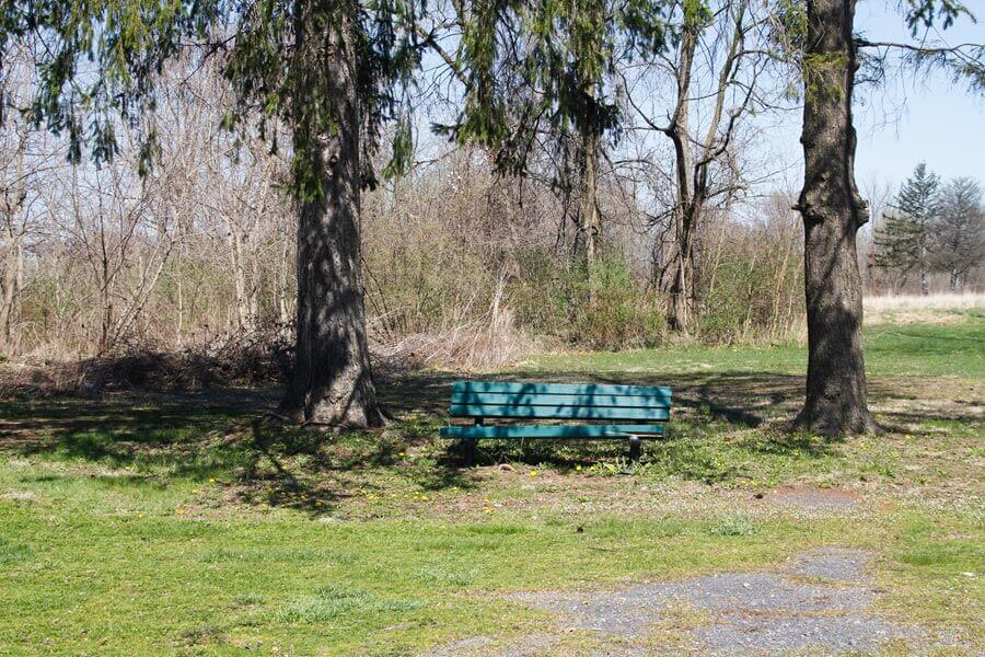 bench between two towering pine trees