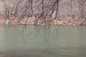 branches hang over the river