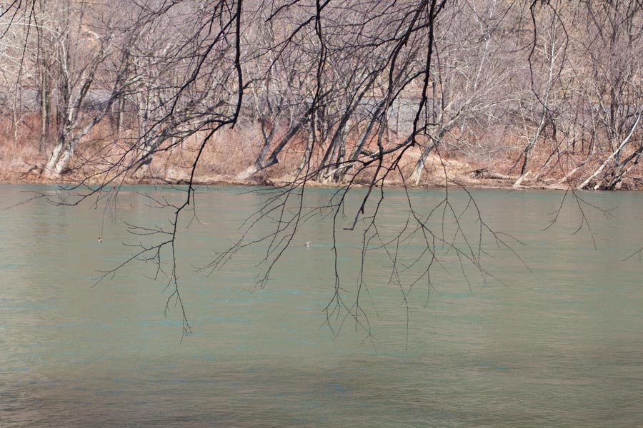branches hang over the river
