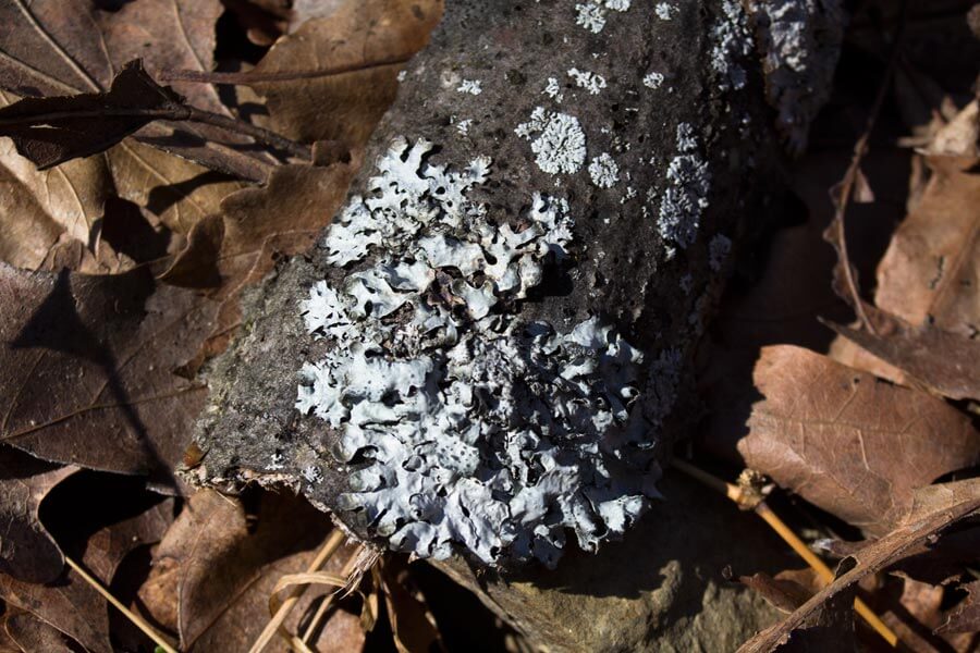 lichens growing on a fallen branch