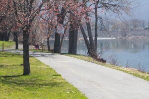 pink blossoms on trees by river