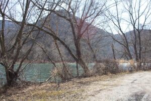 trees line the river bank