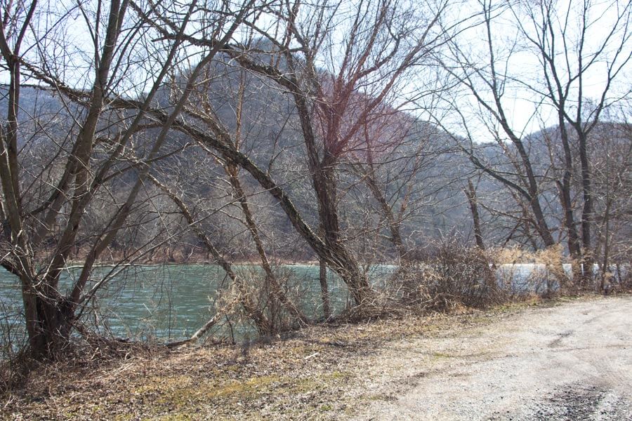 trees line the river bank
