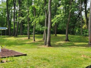 green space with trees