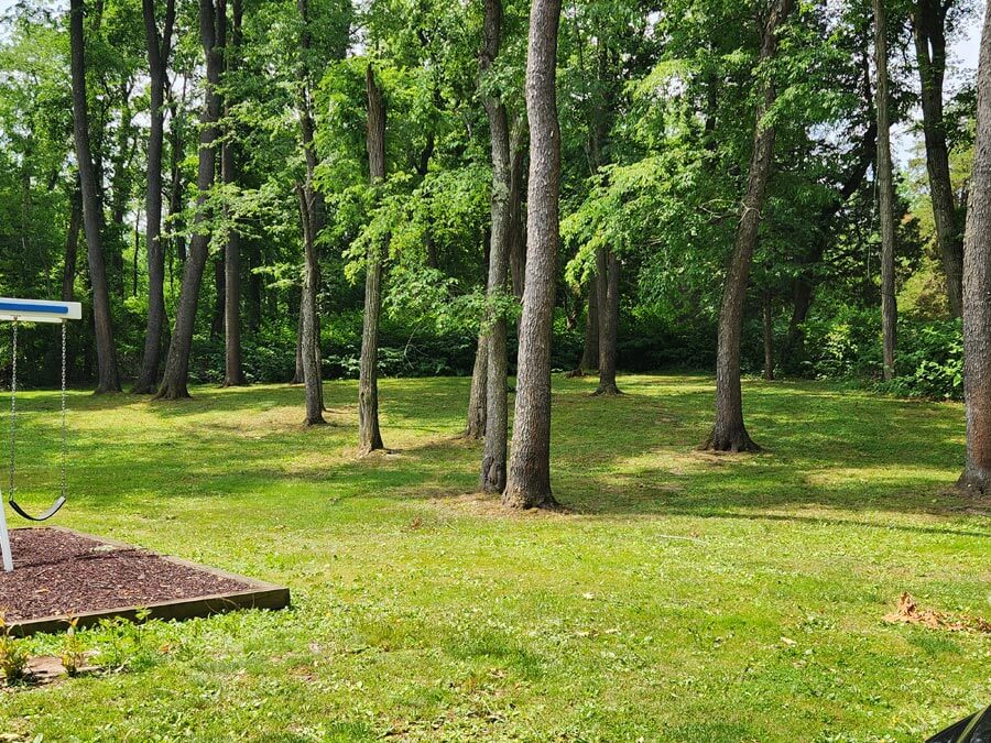 green space with trees
