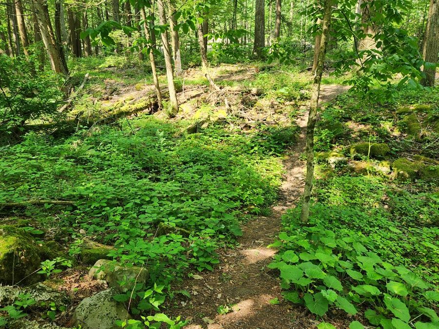green forest floor