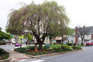 tree with purple flowers giving way to green leaves