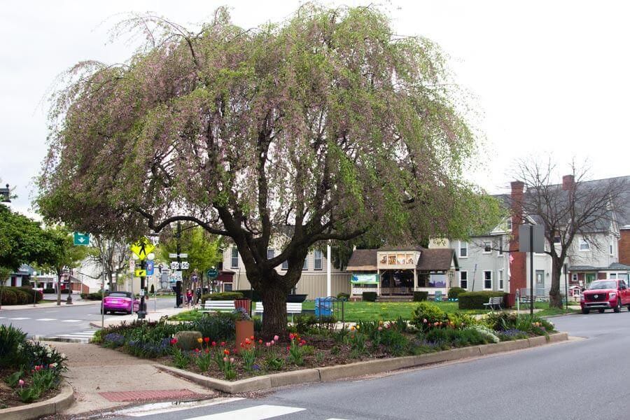 tree with purple flowers giving way to green leaves