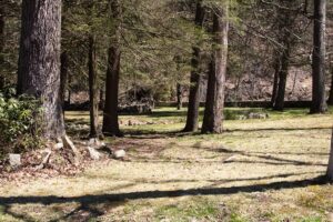 green space with trees