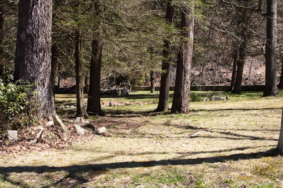 green space with trees