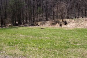 green space without trees