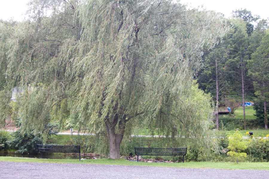 big weeping willow