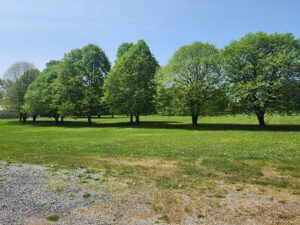 tree lined green space.