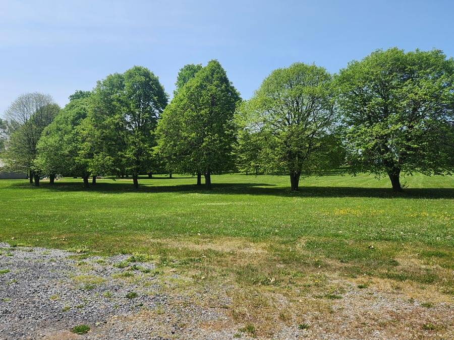 tree lined green space.