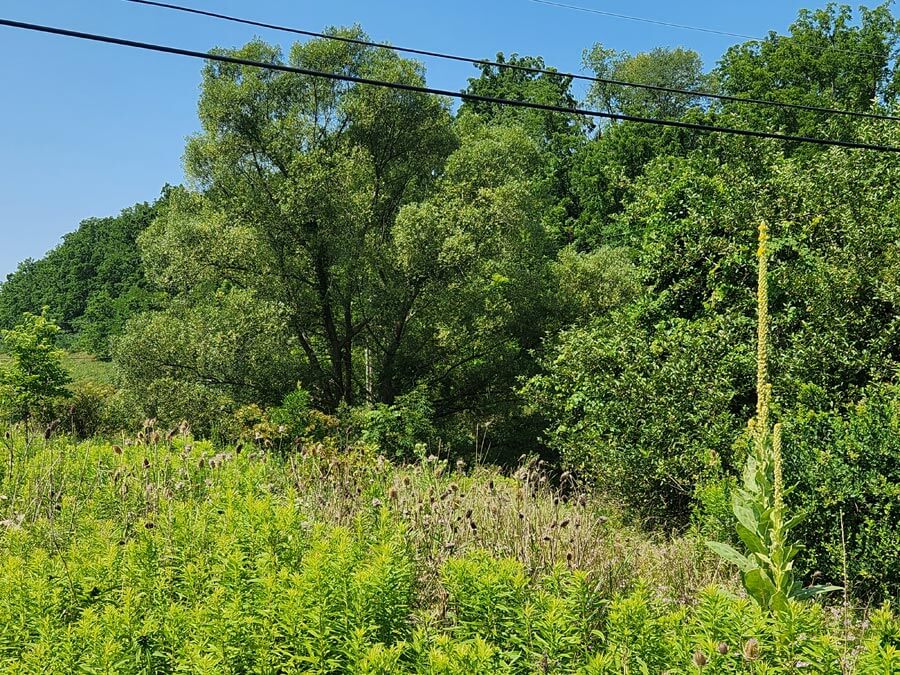 green meadow and trees.
