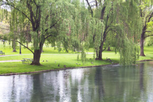 weeping willows.