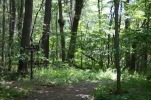 trail through forest.
