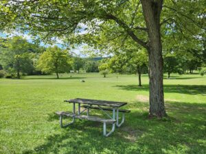 picnic table beside tree.