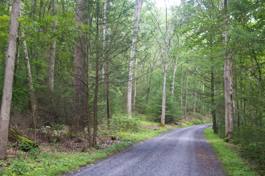 Road through the trees.