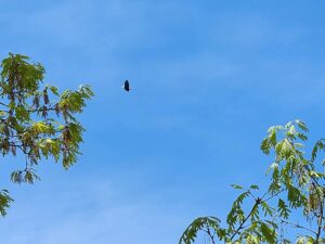 bald eagle.