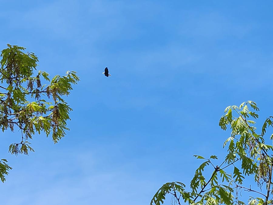 bald eagle.