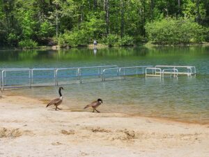 two Canada geese walk toward water.