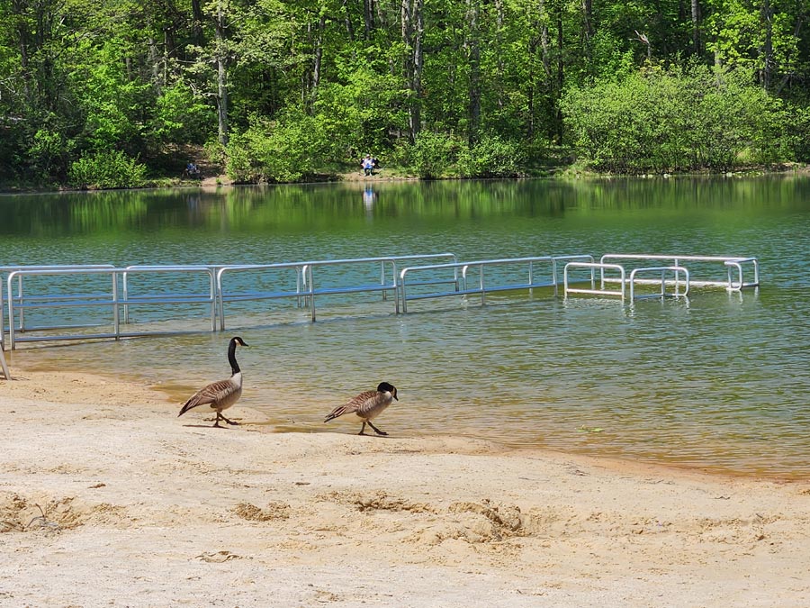 two Canada geese walk toward water.