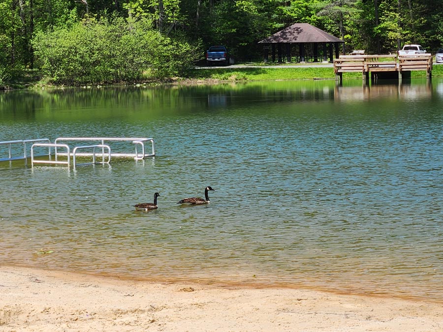 geese floating on the lake.
