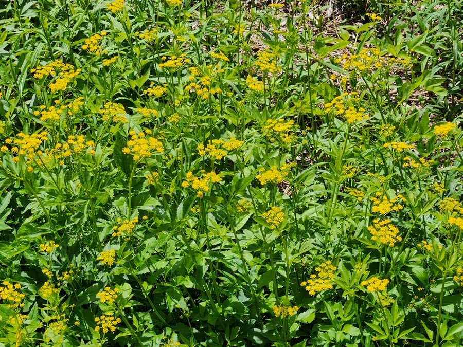 yellow wildflowers.