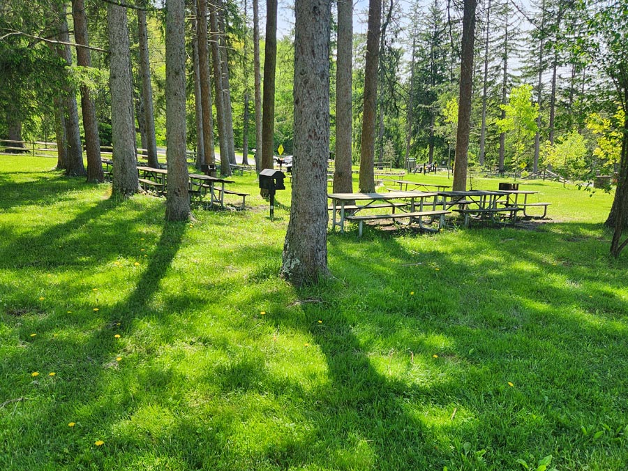 many picnic tables and grills in a grassy area.