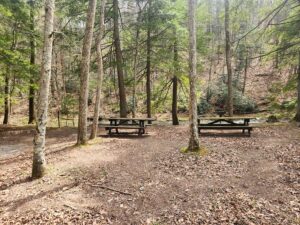 picnic tables in a wooded area beside the stream.