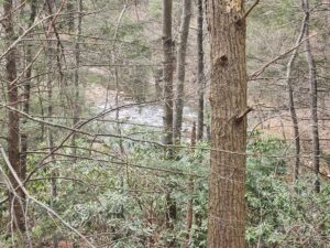 the stream flows beneath a hill covered with trees.