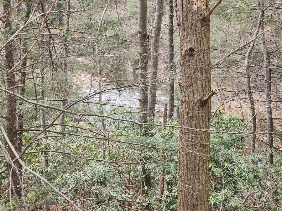 the stream flows beneath a hill covered with trees.