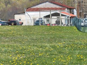 grassy ball field.