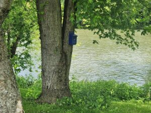 birdhouse on tree.