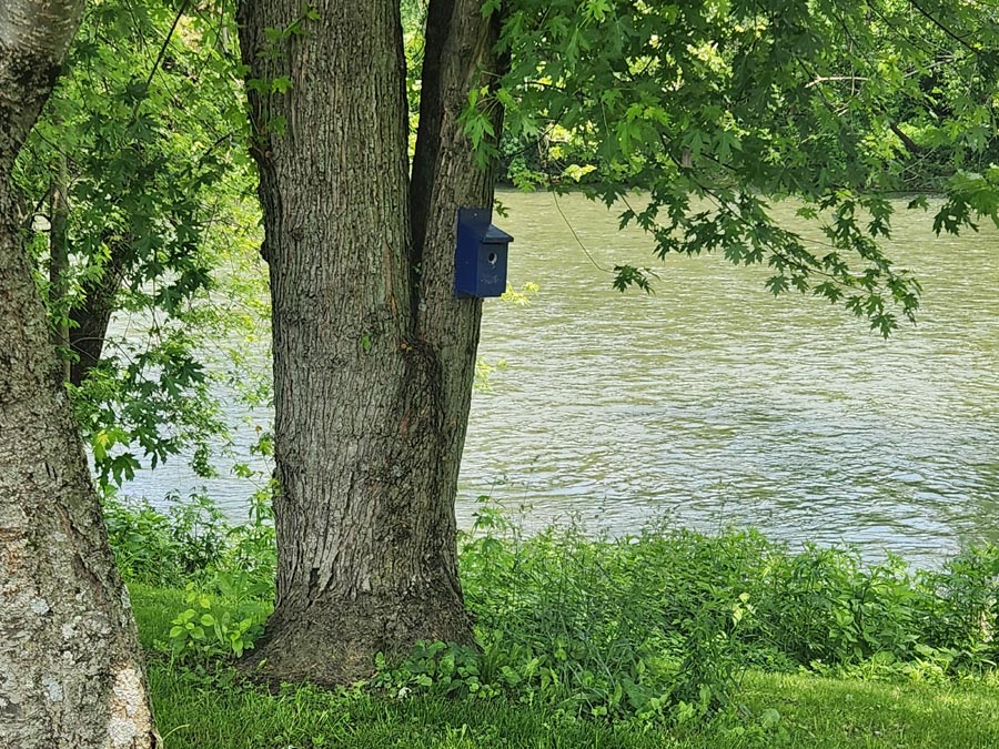 birdhouse on tree.