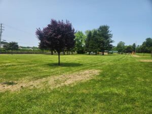green space with a few trees.